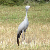 Blue Crane